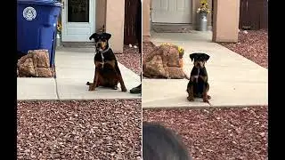 Size comparison with my dog