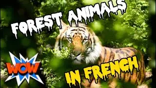 French Animals of the Forest