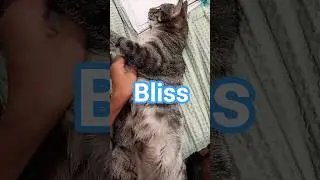 cat bliss#catbliss #cats #pet at #pet #cute #funny #shorts