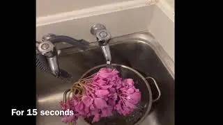 How to rescue a drying up hydrangea cut-flower?