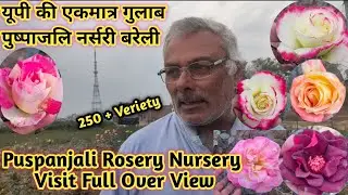 Puspanjali Nursery Visit🌹यूपी की एकमात्र पुष्पाजलि रोजरी नर्सरी बरेली में विज़िट 🥀🇮🇳
