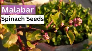 Saving Malabar Spinach Seeds | Complete guide Step by Step