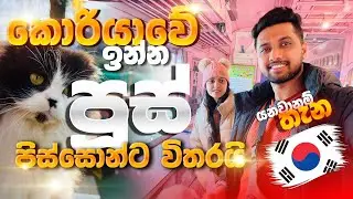 Korea Cat Station Experience | Sinhala Vlog
