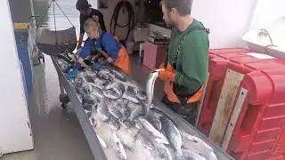 Farmed Seafood Vs Wild Seafood