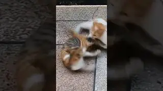 2 fight #kittycat #catlover #mycat #2fight #2love