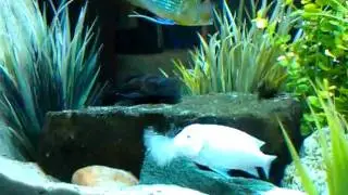 Sand spitting fish (scared of the big fish)