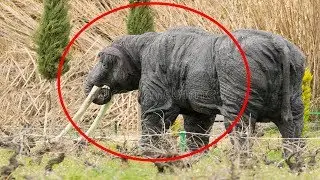 5 AUFNAHMEN DIE EXTREM SELTENE TIERE ZEIGEN! DIE DEINE KINDER NICHT MEHR ERLEBEN WERDEN!