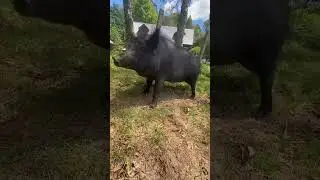 pigg in the dance #animals #tiktok #shorts #pig #dance #saveanimals #ytshort #yt