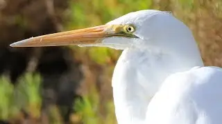 Close encounter &ndash; Eastern Great Egret at Sydney Olympic Park