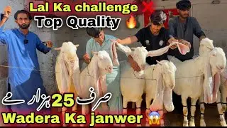 Lal Goat Farm Top Quality Bacho Wali Bakriyan Le Aya 😍Dodh Wali Bakriyan | Bakra Mandi |Goat Farming