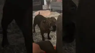 Don&rsquo;t tell her she&rsquo;s 13 and shouldn&rsquo;t be so playful!! #puppy #doggybestfriend #cutedog #staffie #dog