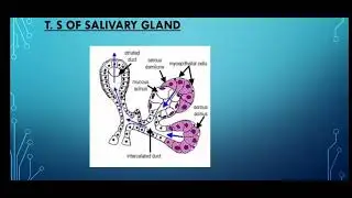 Description of structure of Salivary glands, Liver, Pancreas and Intestinal glands