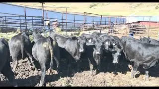 Discover the Genetic Potential of Your Cattle Herd