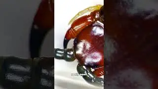 Эта ГИГАНТСКАЯ СОРОКОНОЖКА пыталась убить меня &mdash; под микроскопом!