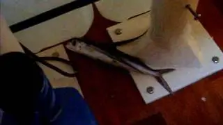 POISSON VOLANT dans le carr&eacute;: INSOLITE