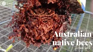 Australian native hive split