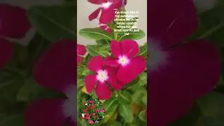 vinca plant ☘️☘️#short#Youtubeshort#shortfeed#trending#nature# #love #vintage #classic