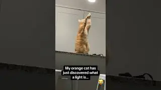 Cats with thumb so cute 😹