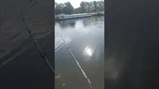 little BEAUTIFUL perch caught on a lure
