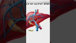 Gut & Fatty Liver #guthealth #fattyliver #liver #gut #shorts #shortfeed