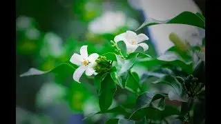 [Flower] Global Video KH some flower in cambodia FULL HD VIDEO