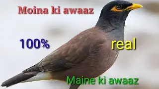 मैना की आवाज़ - Common myna bird song /Indian maina sound /mynah singing #birdsounds