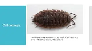Bio Kinesis