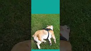 3D CUSTOM DOG STATUE - Bulldog Memorabilia