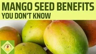 Mango Seed Benefits You Don't Know #mangoseed