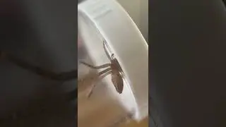 Beware THE CRICKET THEIF SPIDER