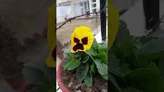 pengi  paland hai