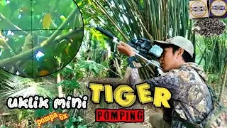 Berburu ‼️ bajing tupai kelapa dengan uklik mini basic tiger menggunakan mimis usa legend. Pompa 6x