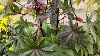 Alberi di Ricino ottenuti da seme .