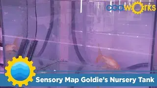 AgWorks Sensory Map Goldie's Nursery Tank