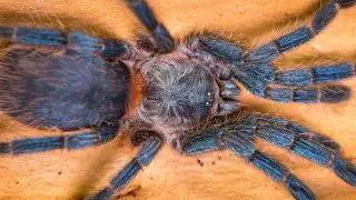 Nowy DIAMENT na hodowli 🤩 Czyli samiczka Dolichothele diamantinensis