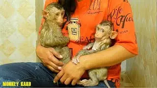 Awesome Monkey | Lovely Mom Taking Bath For Lovely Monkey Kako And Monkey Luna | Monkey Take Bath