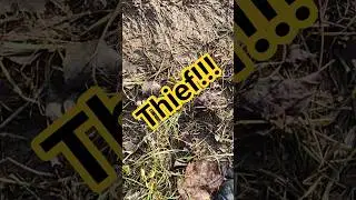 Greedy little coon!#coontrapping #coonhunting #seekone #kendallgray #flair #hunting #trapping #god