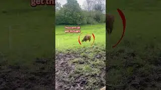 Boyfriend Gets Chased By A Cow 🐮😂