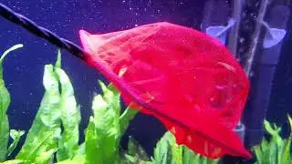 New Shrimp Tank Setup 20G | Planted Shrimp Tank