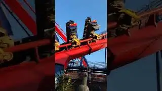 Shiekra finally running after 2 Mon..Busch Gardens Tampa #shorts