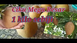 Ciku Mega pokok wajib tanam jika ada kebun.