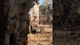 Leopard climbing skills🐆 #animals #animalshorts #animal #kucingimut #leopard #story