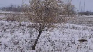 White-tailed jackrabbit