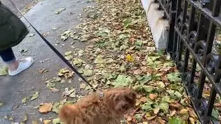 Puppy Training- Ruby the cavapoo learning to walk on a loose lead