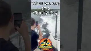 What we see on a cloudy day #FloridaIslandTours #MarcoIsland #Dolphins #EcoTour #TravelFlorida