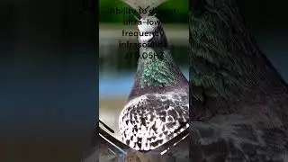 🕊️ Pigeon's Natural Super Power Of Sensing Disasters!?😲 |  Pigeons Ability to Hear Infrasound |