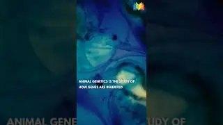 Animal Genetics!