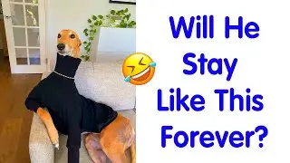 When Your Dog is More Funny Than You - Dogs Acting Very Weird