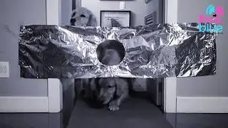 DESAFIO DA PASSAGEM I INVISIBLE CHALLENGE ROSAEBLUE I GOLDEN RETRIEVER
