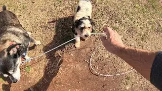 360 Swivel Dog Run Stake Chain for Yard - Unboxing/Review